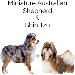 Aussie Tzu Dog